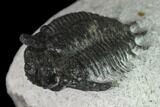 Bargain, Acanthopyge (Lobopyge) Trilobite - Morocco #137579-2